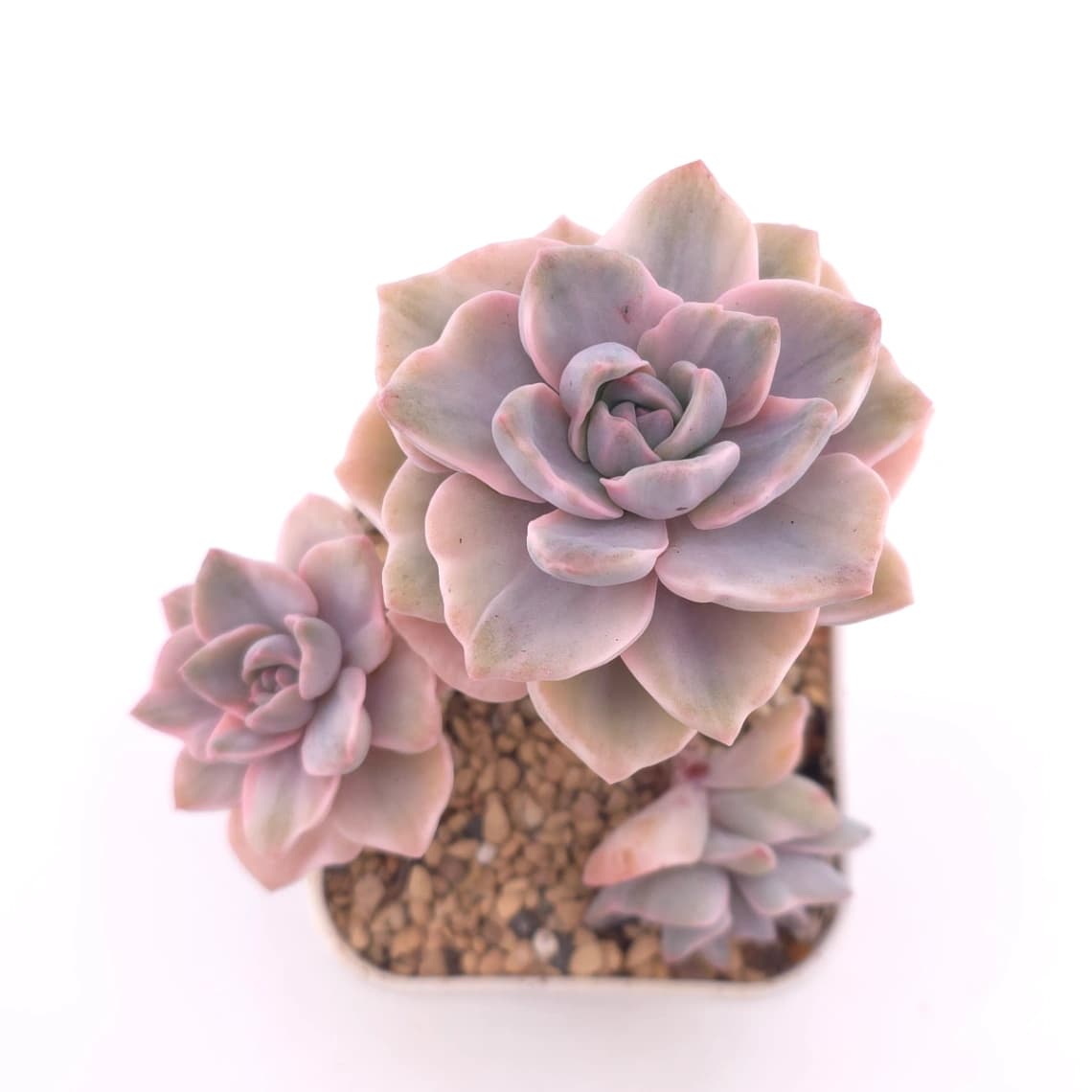 Graptoveria ‘Mrs Richard’ variegated | 彩虹糖錦