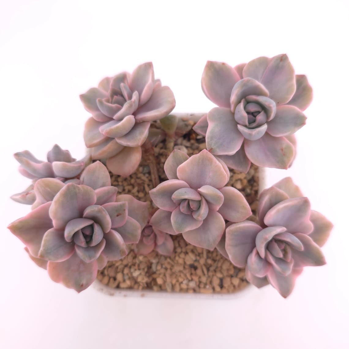 Graptoveria ‘Mrs Richard’ variegated | 彩虹糖錦