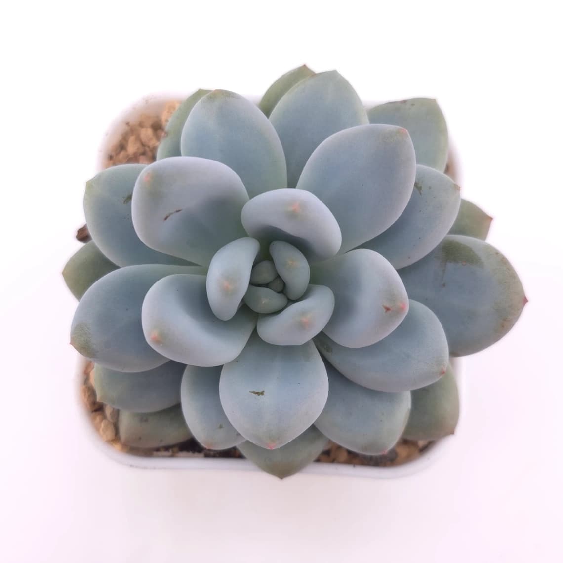 Pachyveria ‘Perfume’ | 香水