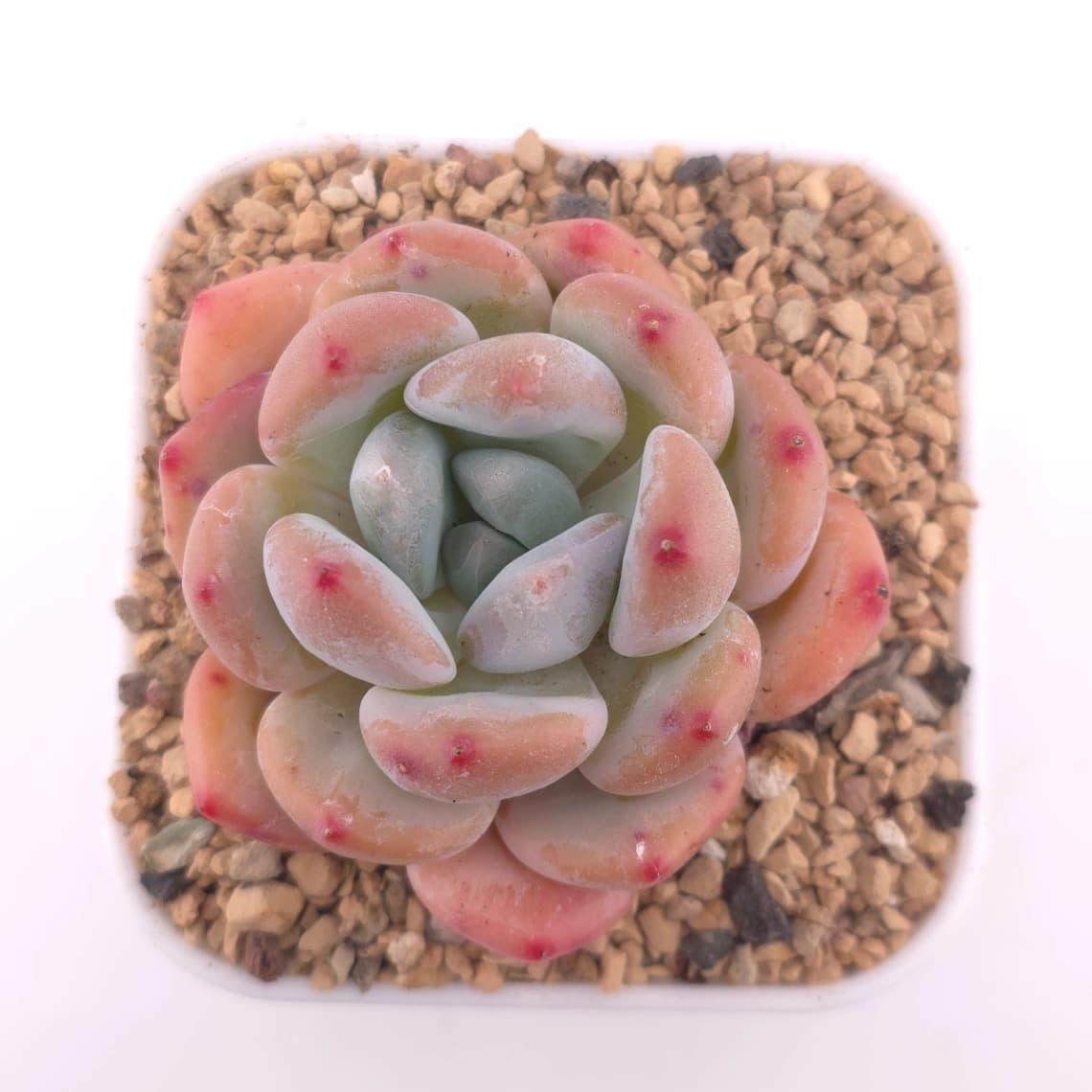 Pachyveria 'Perfume Milk' | 香水奶