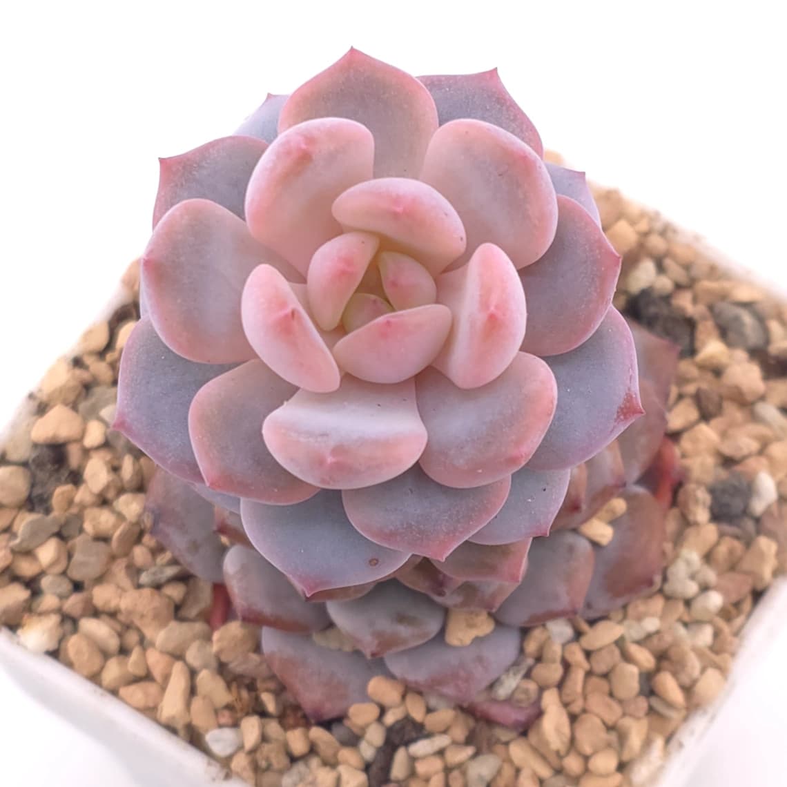Sedeveria ‘Star Orange’ | 星星橙
