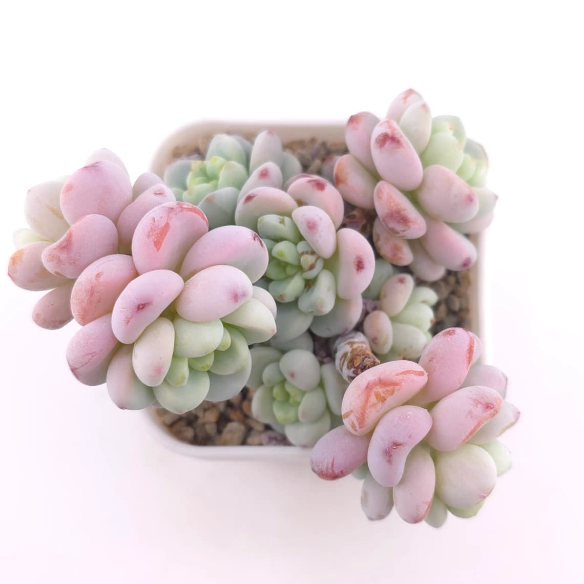 Sedum clavatum clsutering | 勞爾群