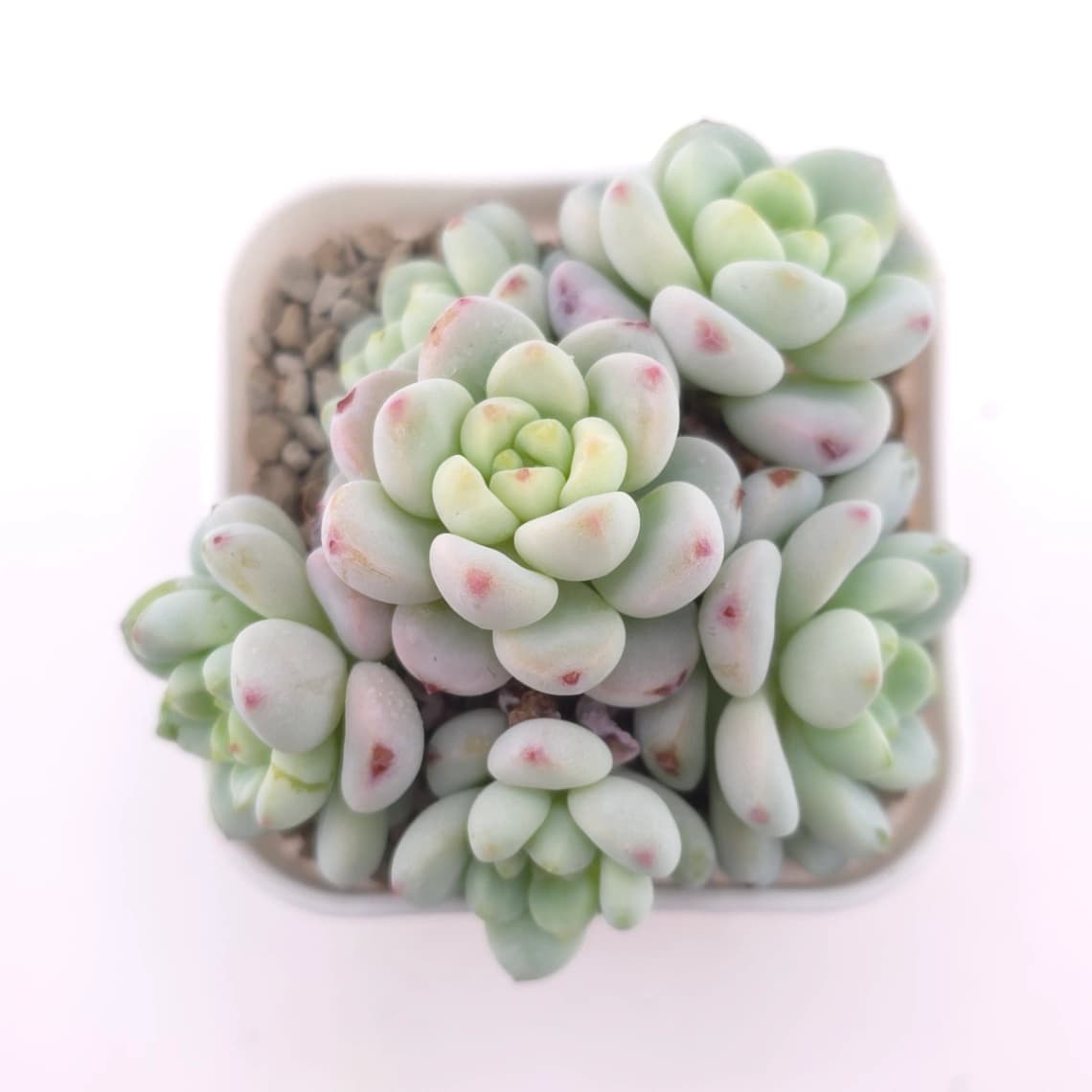Sedum clavatum clsutering | 勞爾群