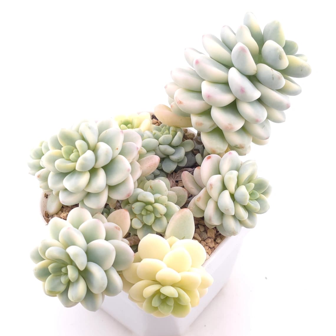 Sedum clavatum variegated clustering | 勞爾錦群