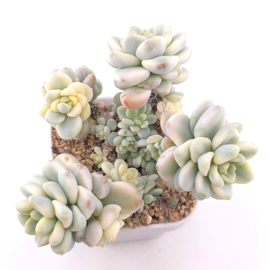 Sedum clavatum variegated clustering | 勞爾錦群