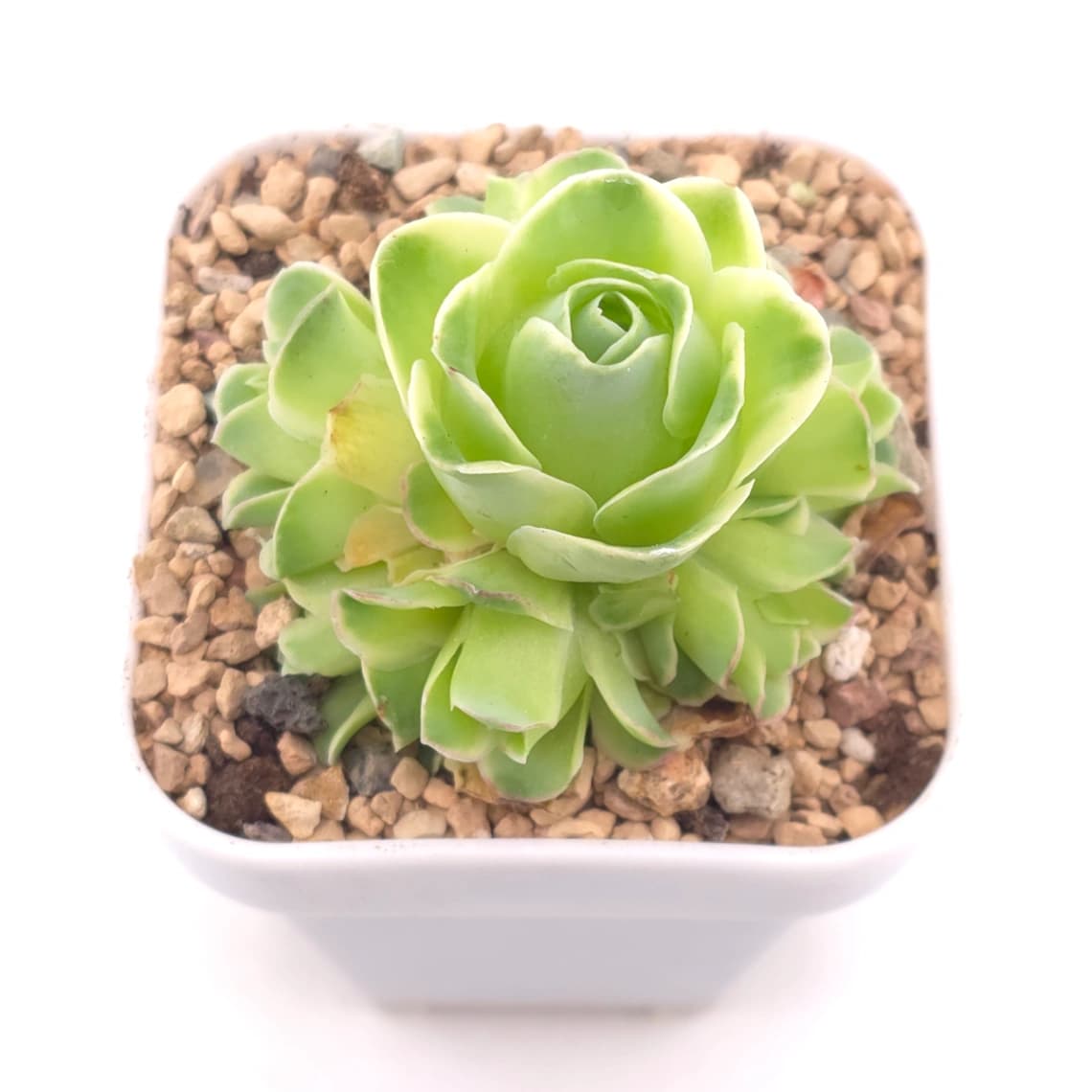Aeonium greenovia 'Spring Dawn' | 春曉玫瑰