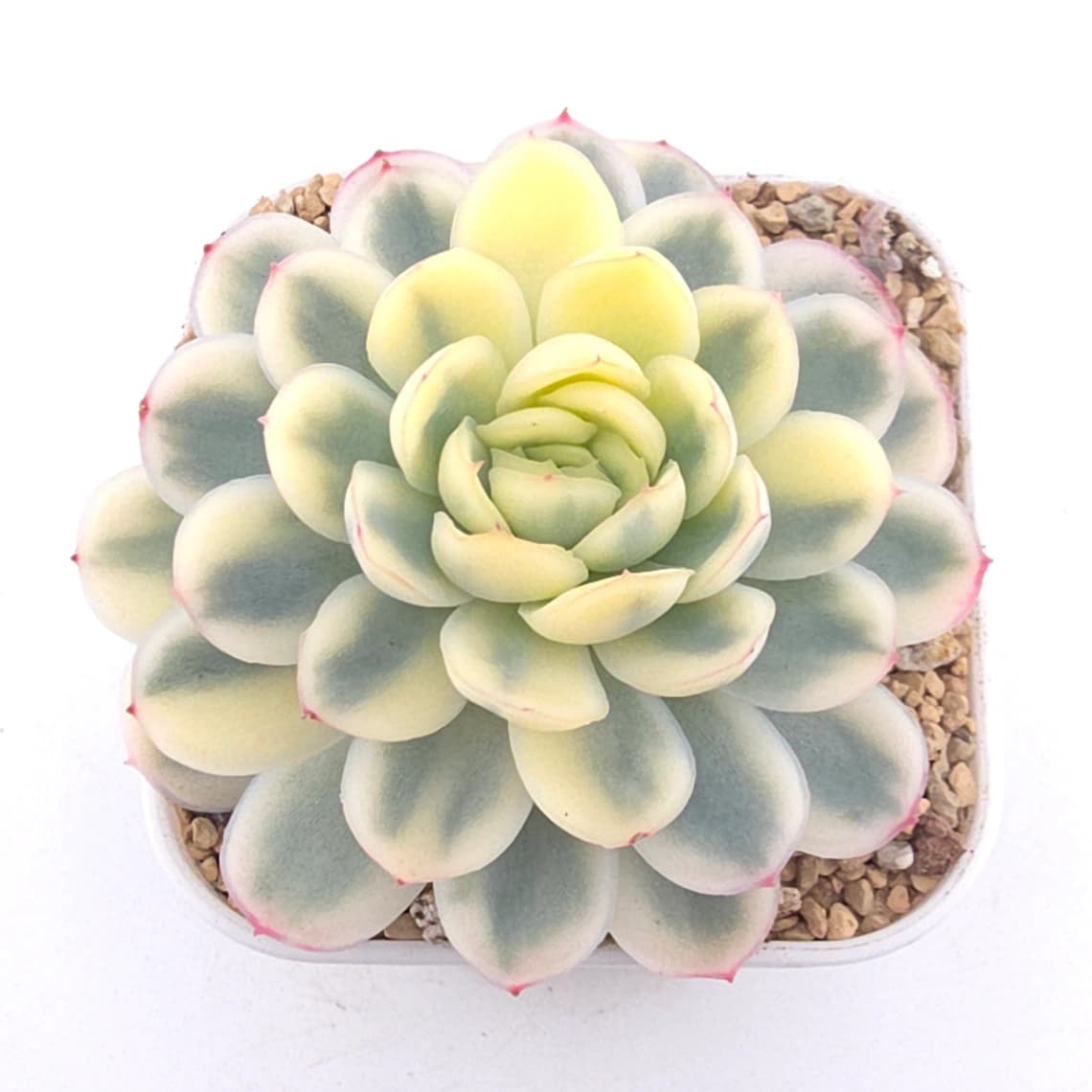 Echeveria ‘Strawberry Ice’ variagated | 草莓冰錦