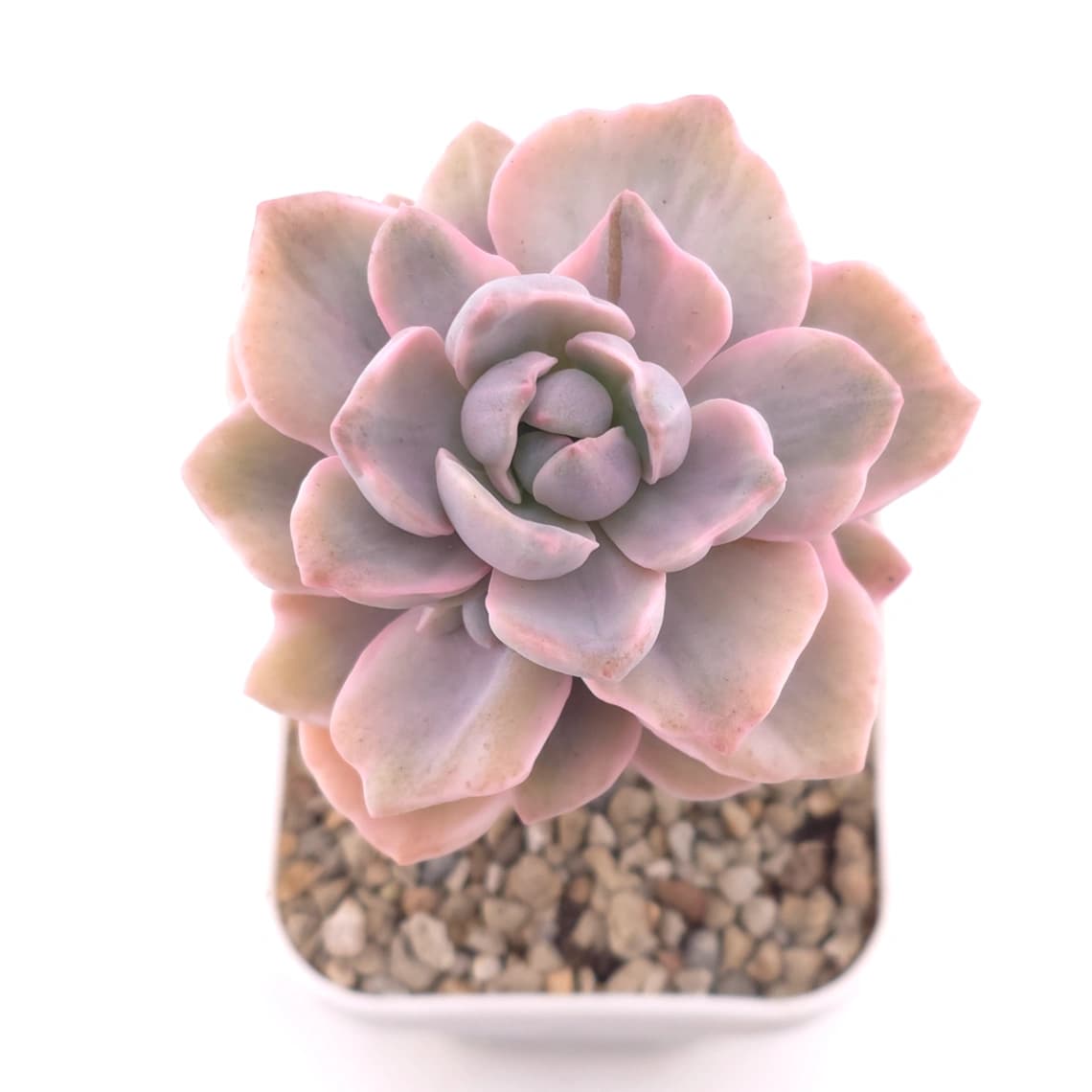 Graptoveria ‘Mrs Richard’ variegated | 彩虹糖錦