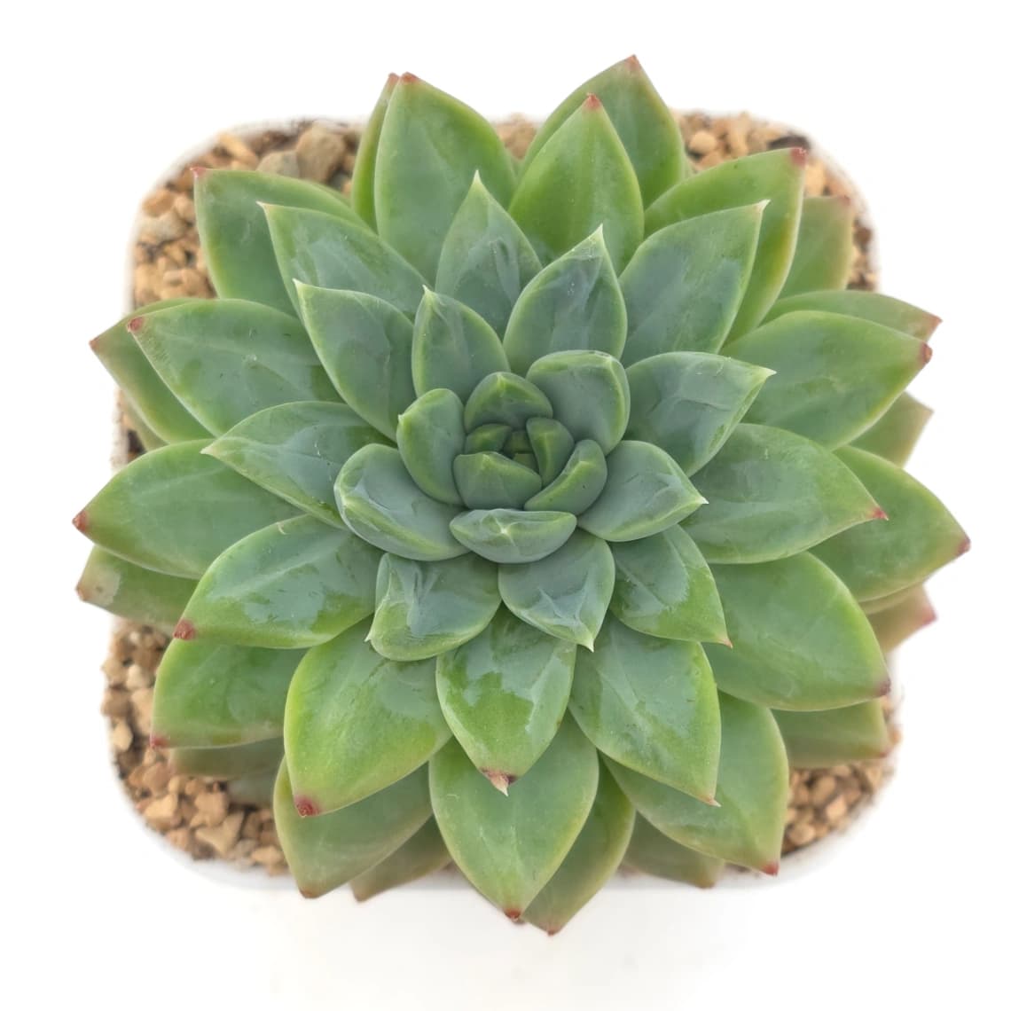 Pachyveria 'Dragonfly' | 蜻蜓