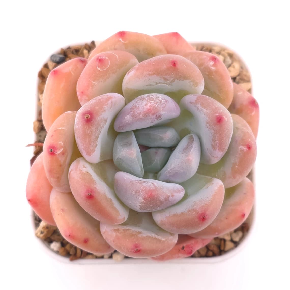 Pachyveria 'Perfume Milk' | 香水奶