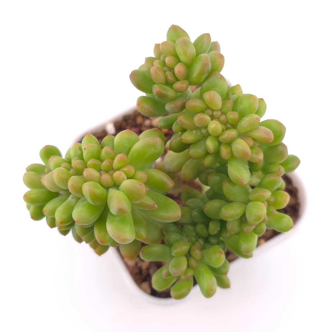 Sedum Alice Evans Cristata | 春萌群