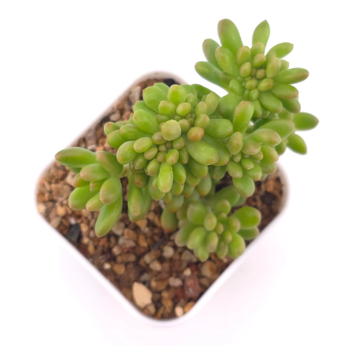 Sedum Alice Evans Cristata | 春萌群