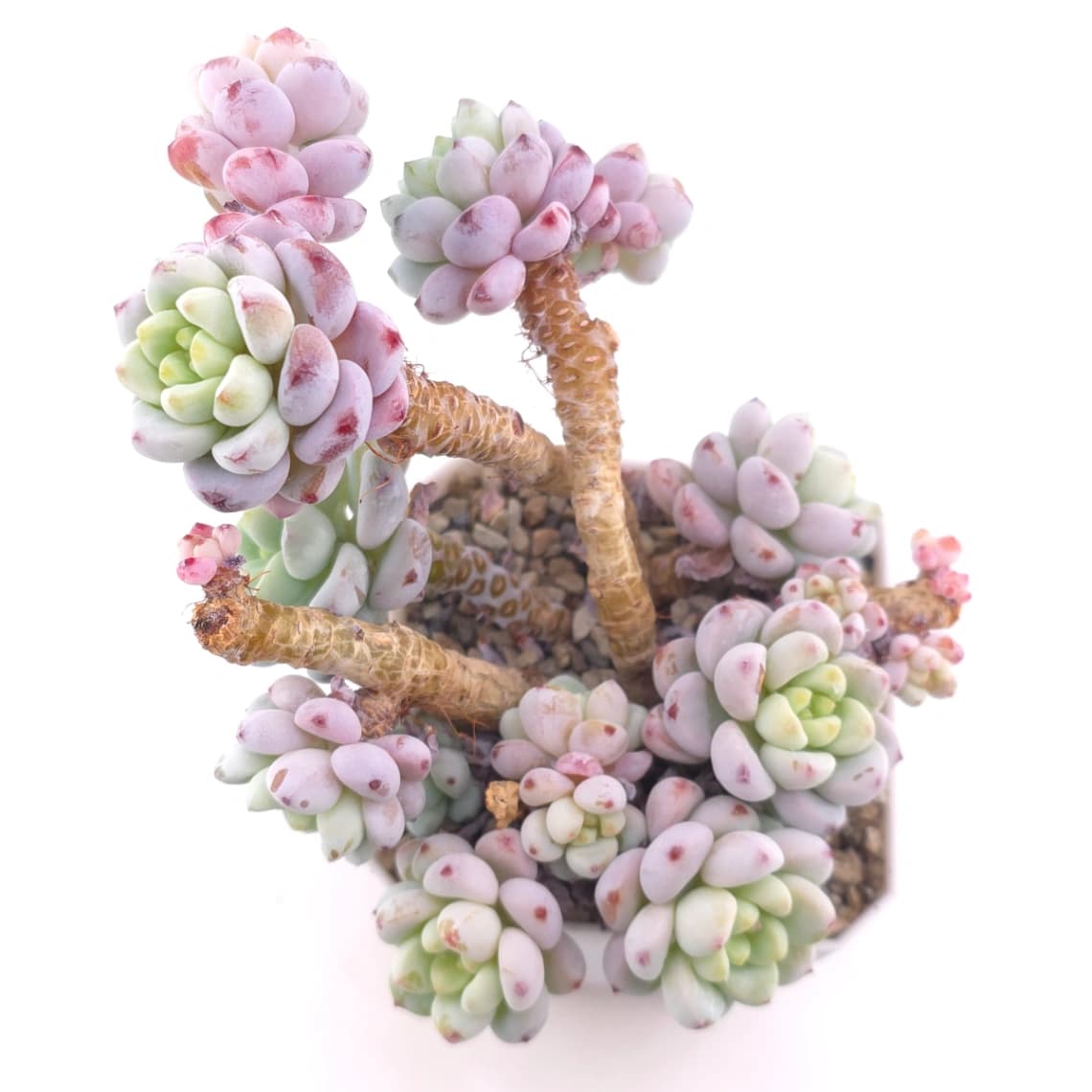 Sedum clavatum clsutering | 勞爾群