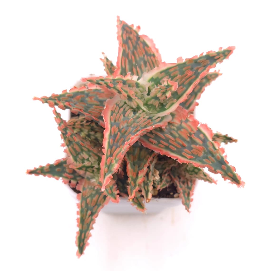 Aloe 'Pink Aurora' | 粉紅極光蘆薈