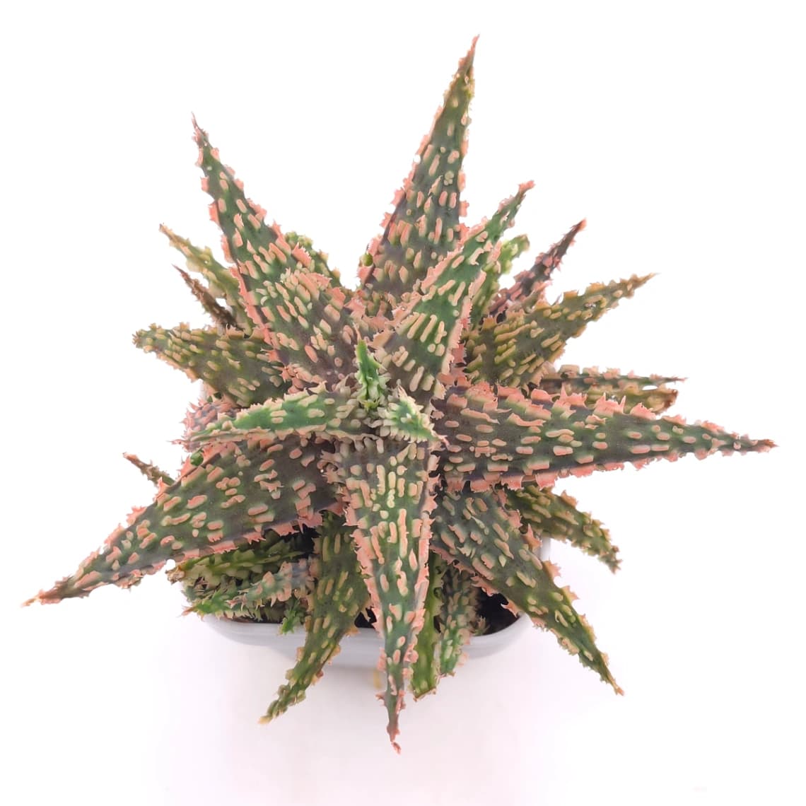 Aloe 'Blazing Coral' | 熾焰珊蘆薈