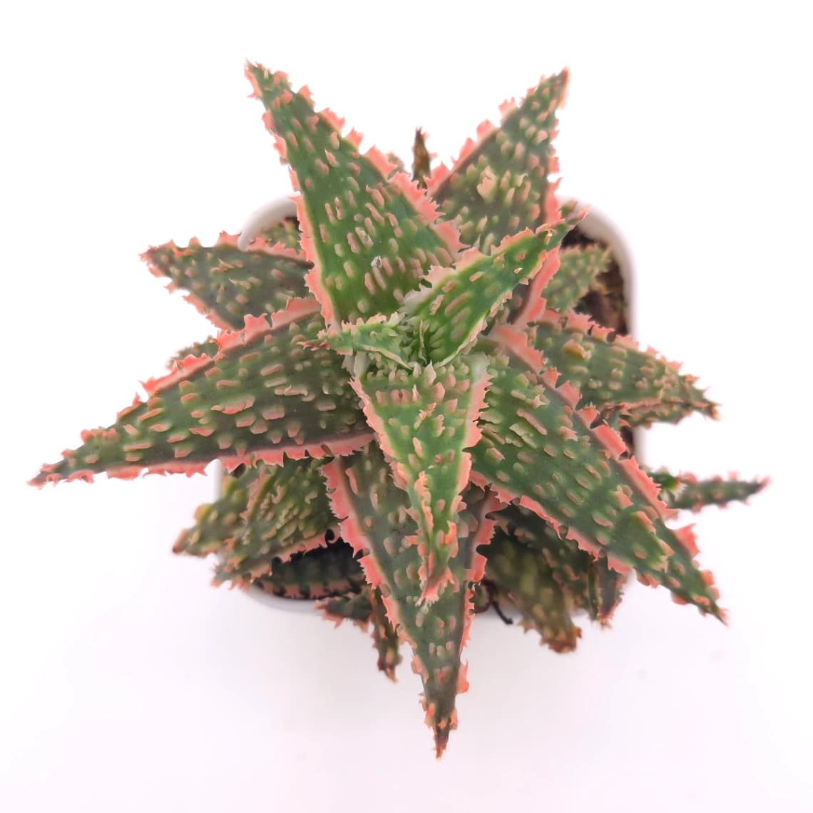 Aloe 'Blazing Coral' | 熾焰珊蘆薈