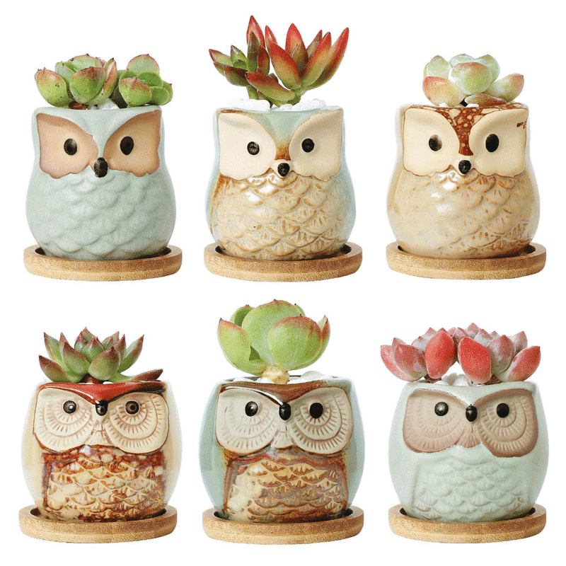 2.5-Inch Cute Ceramic Owl Succulent Pots with Bamboo Trays | Set of 6 - View 1