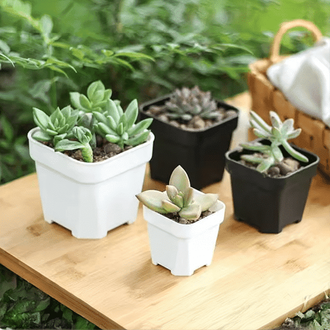 White Plastic Square Nursery Succulent Pot / Set of 2