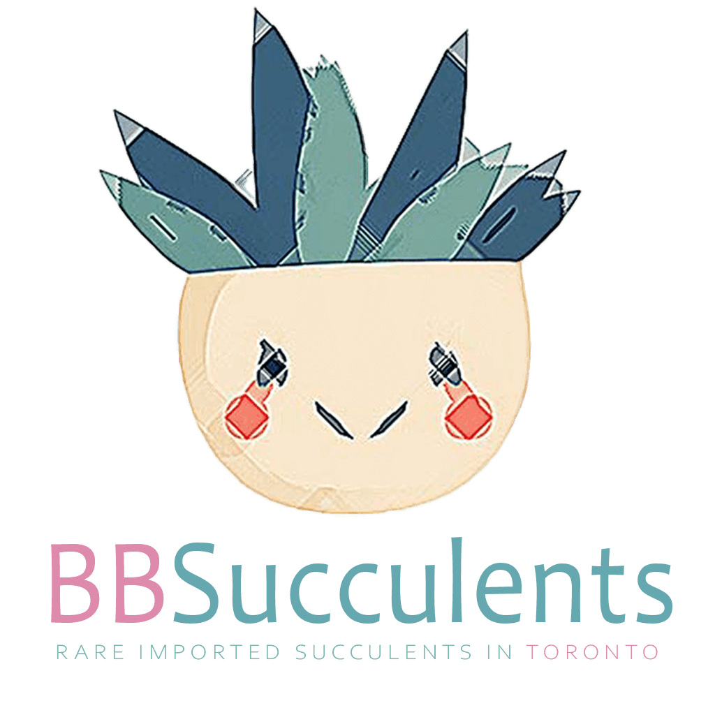 BBSucculents Brand Story